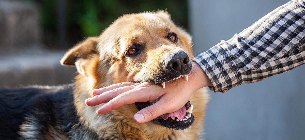 German shepherd biting a person's hand, the kind of dog attack a Cleveland dog bite lawyer handles